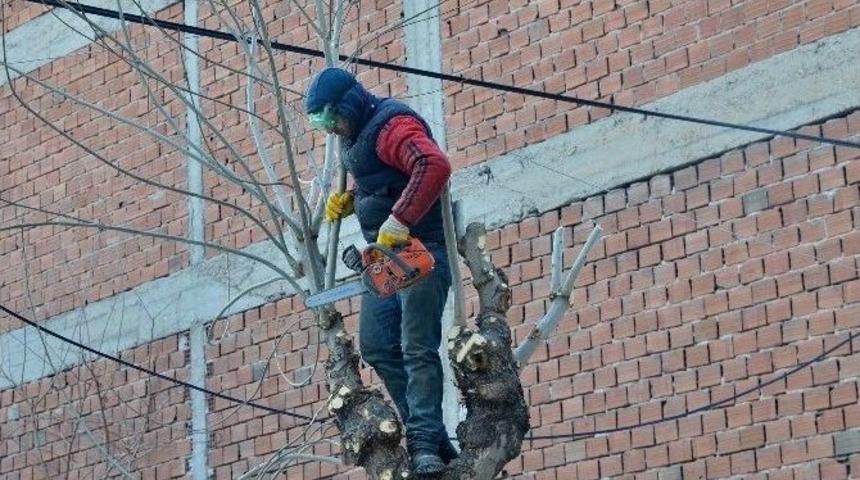 Tepebaşı&rsquo;nda Ağa&ccedil;lar Budanıyor
