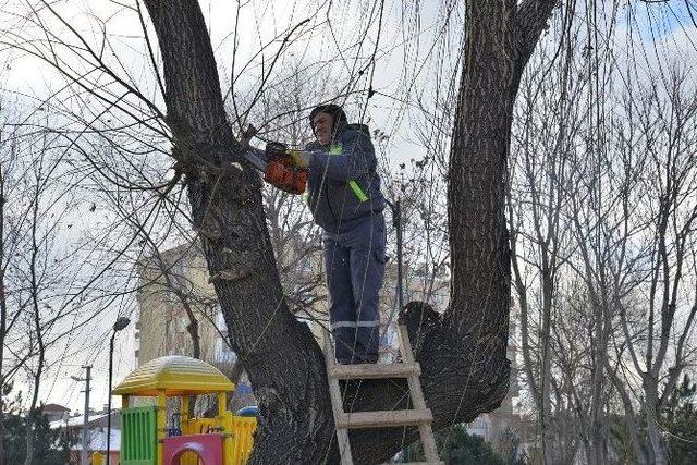 Tepebaşı’nda Ağaçlar Budanıyor