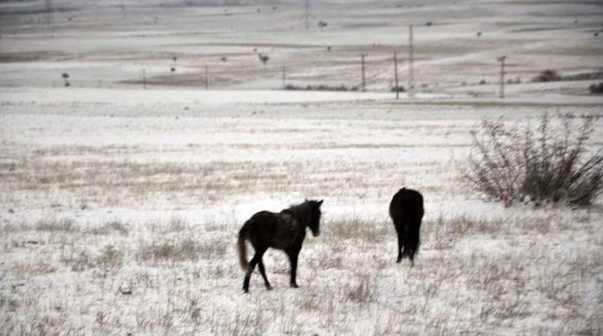 A&ccedil; Kalan Yılkı Atları K&ouml;ylere İniyor