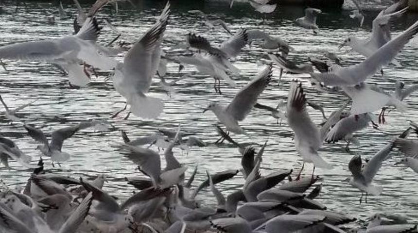 Dondurucu Soğuklarda Martıların Balık Ziyafeti
