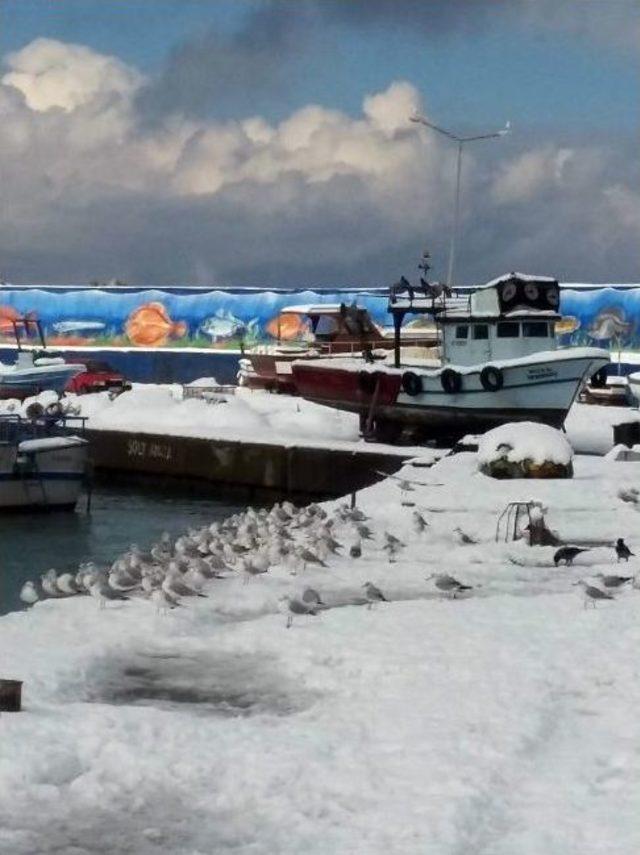 Dondurucu Soğuklarda Martıların Balık Ziyafeti