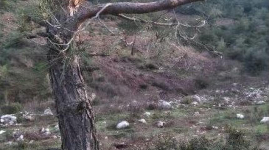 &Ccedil;am Ağacı Avcıların Hedefi Oldu