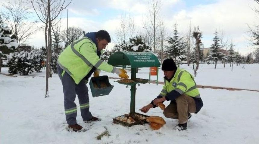 Talas Belediyesi Sokak Ve Yaban Hayvanları İ&ccedil;in Yiyecek Bıraktı