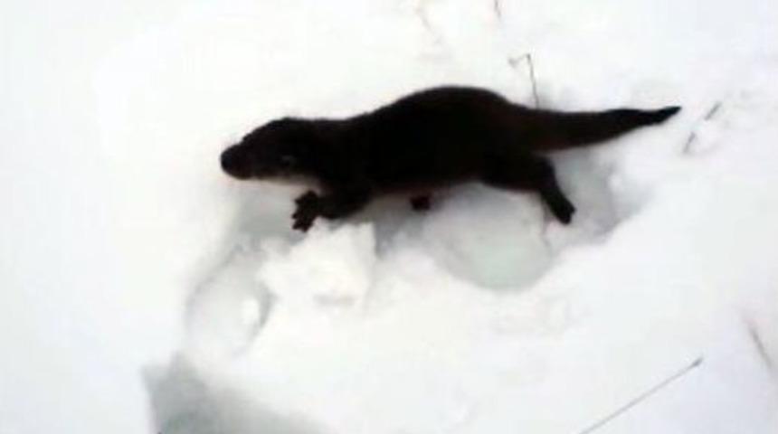 Elazığ’da ’su Samuru’ Bulundu