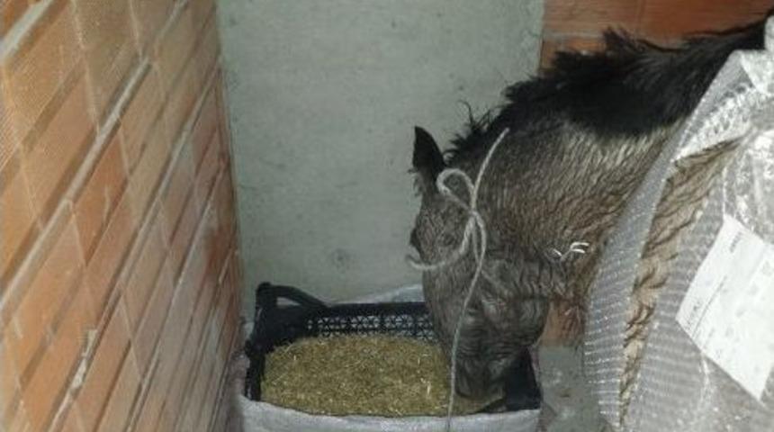 Soğukta Kalan Atlara Vatandaştan Yardım