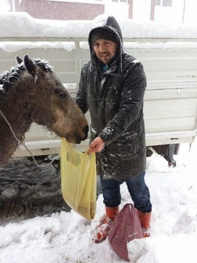 Soğukta Kalan Atlara Vatandaştan Yardım