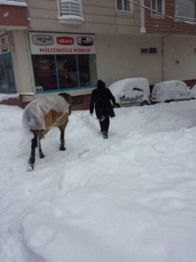 Soğukta Kalan Atlara Vatandaştan Yardım