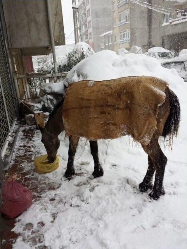 Soğukta Kalan Atlara Vatandaştan Yardım