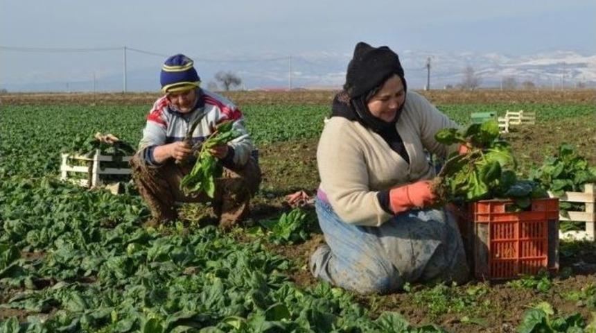 Kadınlar Dondurucu Soğukta Ispanak Topluyor