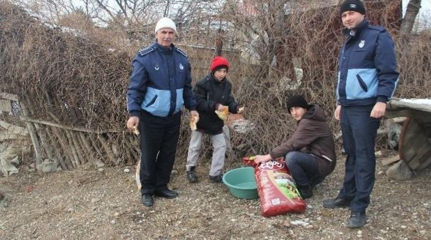 Ilgaz Belediyesi Sokak Hayvanlarını Unutmadı