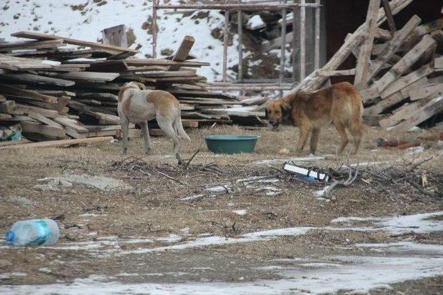 Ilgaz Belediyesi Sokak Hayvanlarını Unutmadı