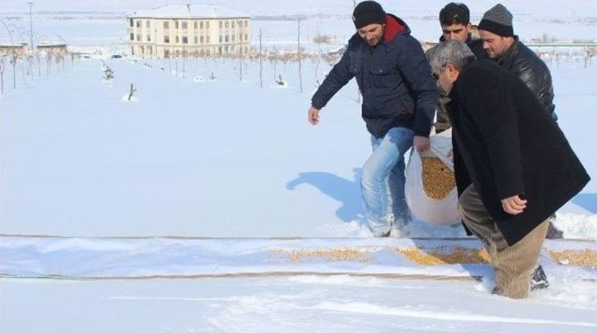 Mş&uuml; Personeli Doğaya Yem Bıraktı