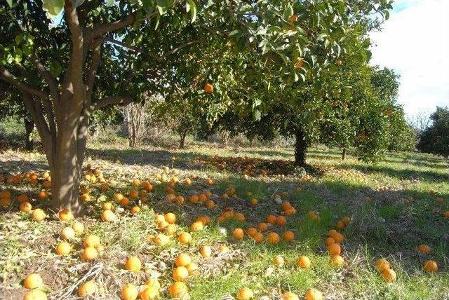 Soğuk Hava Narenciyeyi Vurdu