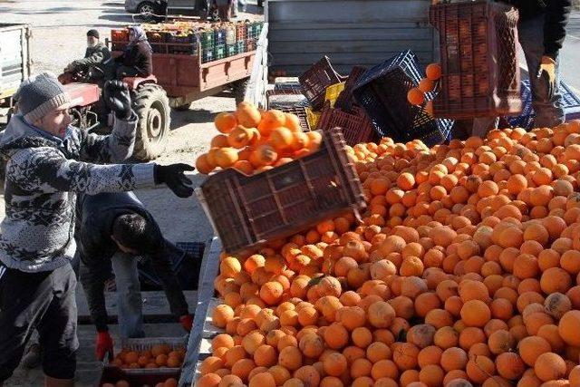 Soğuk Hava Narenciyeyi Vurdu