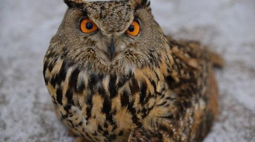 Erbaa&rsquo;da 1.5 Metrelik Yaralı Baykuş Bulundu