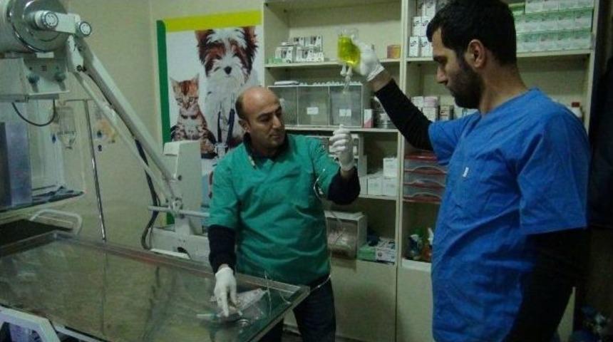 B&ouml;lgenin İlk Donanımlı Hayvan Hastanesi Tatvan&rsquo;da Kuruldu
