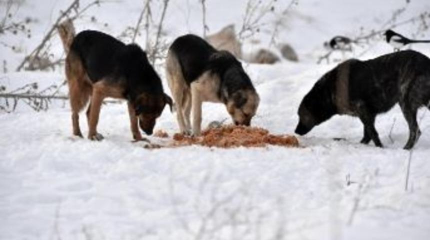 Mamak Belediyesi Doğadaki Hayvanları Unutmadı