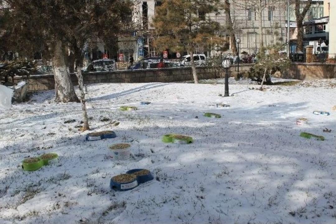 Kuşlar İ&ccedil;in Park Ve Bah&ccedil;elere Yem Bırakıldı