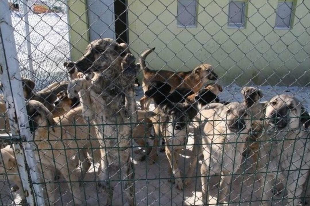 Yozgat Belediyesi Donmak &Uuml;zere Olan Sokak Hayvanlarına Sahip &Ccedil;ıktı