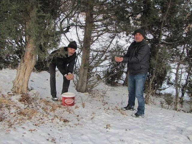 Hisarcık’ta Kuşlar İçin Doğaya Yem Bırakıldı 1