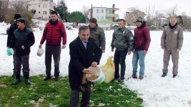 Düzce’de Aç Kalan Kuşlar İçin Doğaya Yem Bırakıldı