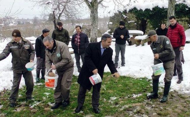 Düzce’de Aç Kalan Kuşlar İçin Doğaya Yem Bırakıldı