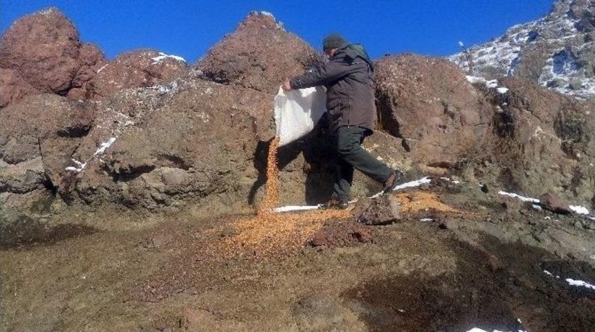 G&uuml;m&uuml;şhane&rsquo;de Yaban Hayatı Unutulmuyor