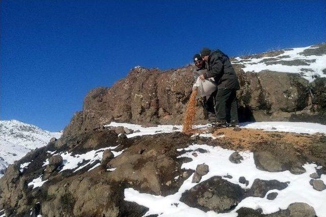 Gümüşhane’de Yaban Hayatı Unutulmuyor