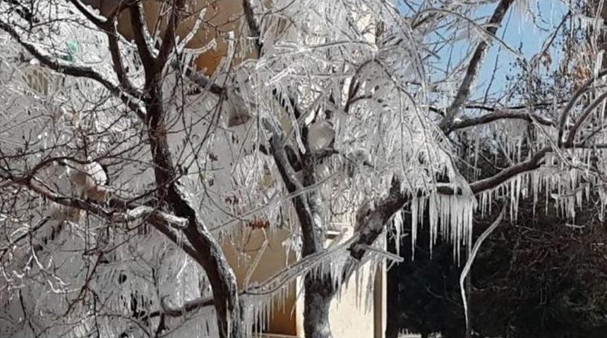 Kilis&rsquo;te Soğuktan Ağa&ccedil;lar Da Dondu