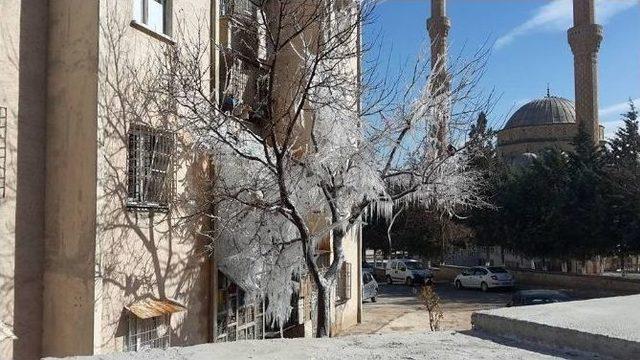 Kilis’te Soğuktan Ağaçlar Da Dondu