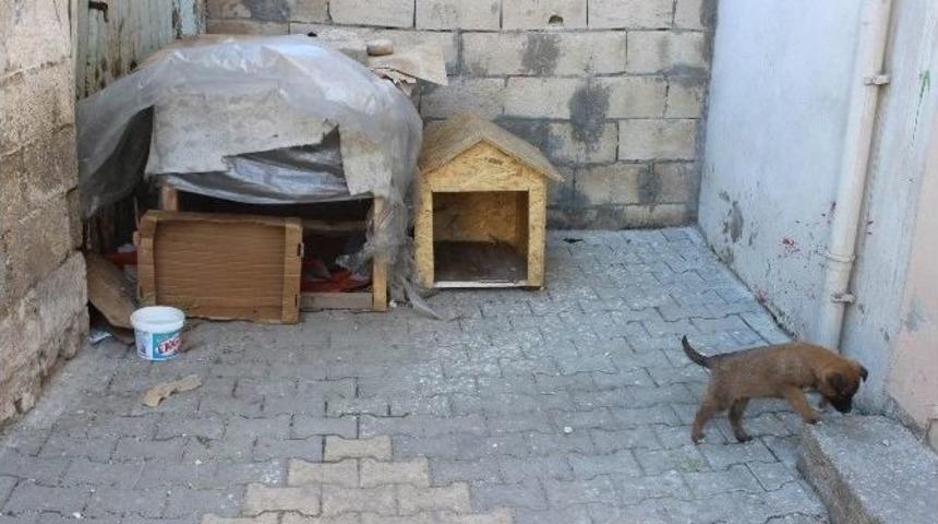 Mahalle Sakinleri Sokak Hayvanlarına Bakıyor