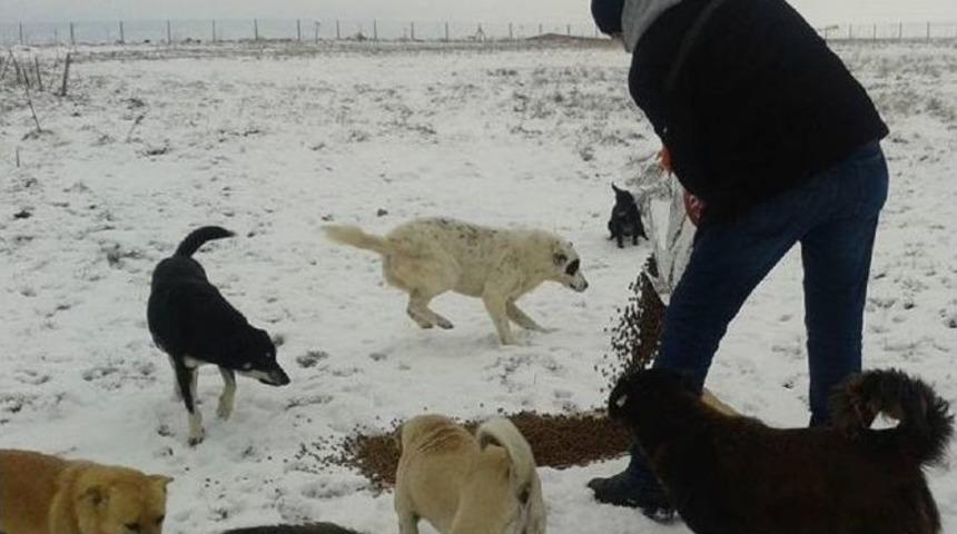 Soğuk Havada Sokak Hayvanları A&ccedil; Kalmadı