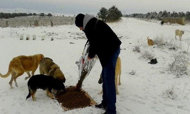 Soğuk Havada Sokak Hayvanları Aç Kalmadı