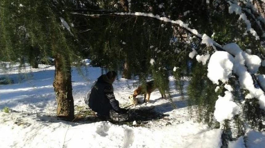 Sokak Hayvanları Unutulmadı