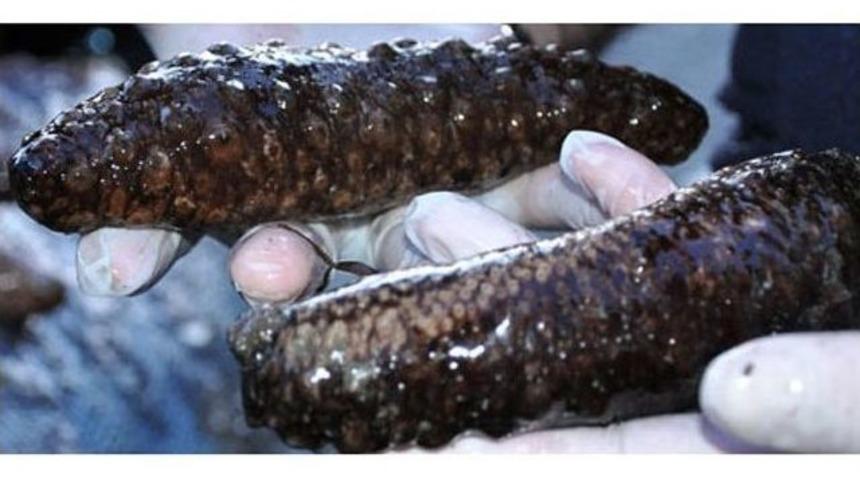 Ayvalık&rsquo;ta 910 Kilogram Deniz Patlıcanı Ele Ge&ccedil;irildi