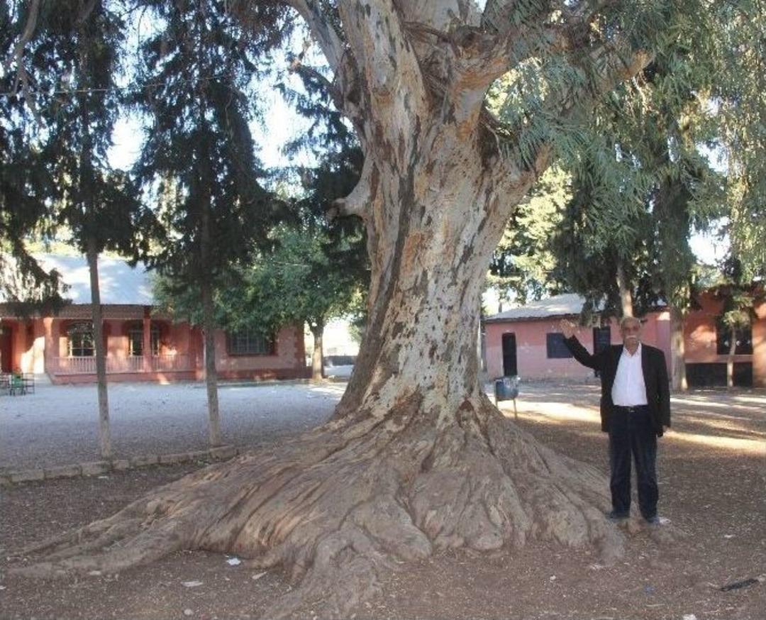 Okul Bah&ccedil;esinde Asırlık Dev Ağa&ccedil;