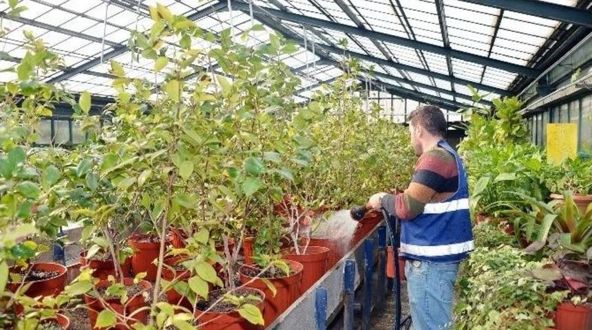 B&uuml;y&uuml;kşehir&rsquo;in &Ccedil;i&ccedil;ek Bah&ccedil;esi &ldquo;seralar&rdquo;