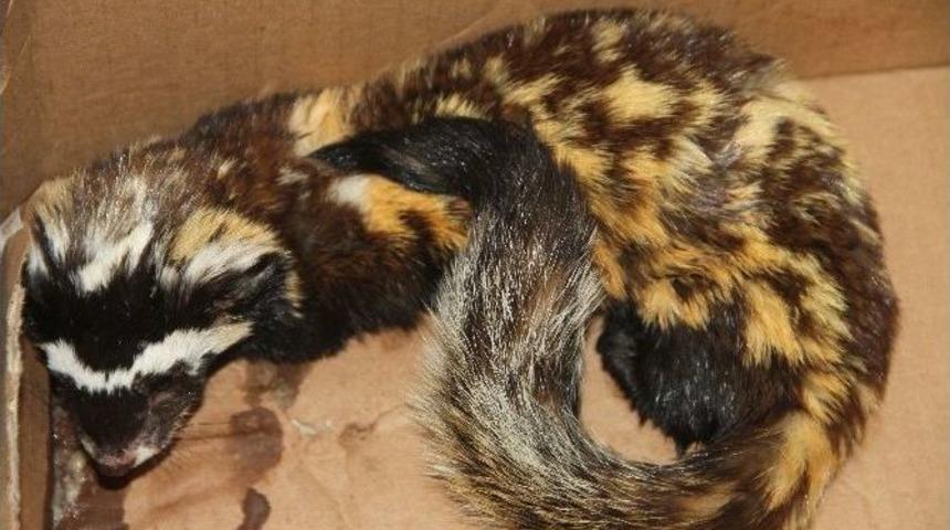 Ardahan&rsquo;da Bulunan Alaca Sansar Koruma Altında