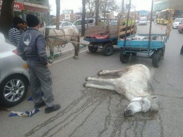 (özel Haber) Hurdacı Ölen Atının Başından Ayrılmadı