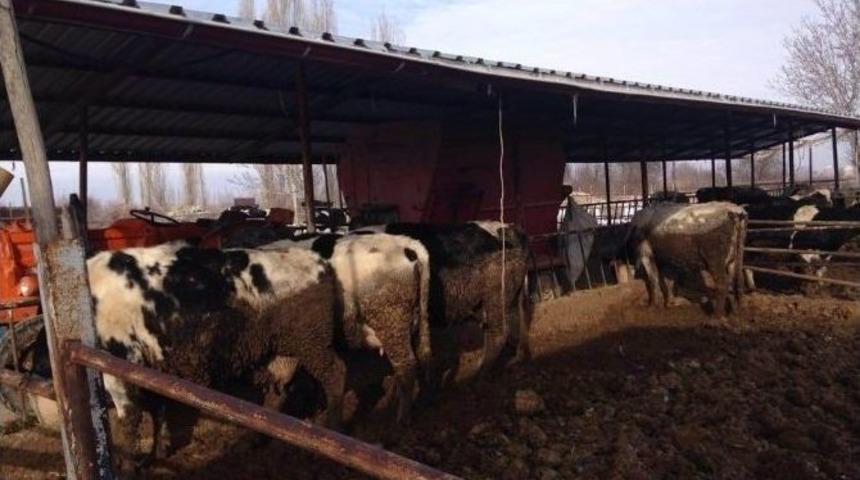 Yem Karma Makinesine D&uuml;şerek Ağır Yaralandı