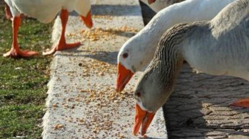 B&uuml;y&uuml;kşehir Kuşları Da A&ccedil; Bırakmadı
