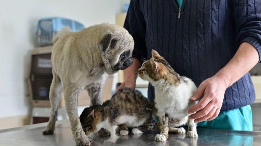 Doğal Yaşam Merkezi&rsquo;nde Duygulandıran Dostluk