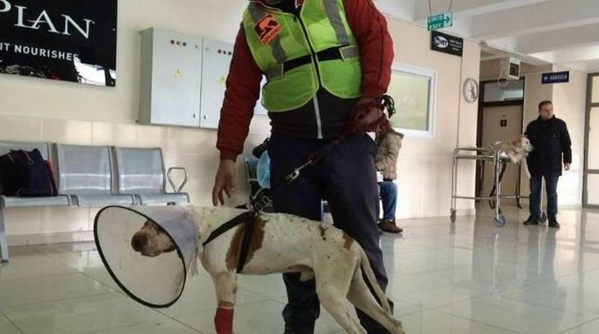 İstanbul&rsquo;a Tedavi İ&ccedil;in G&ouml;t&uuml;r&uuml;len K&ouml;pek İyileşiyor