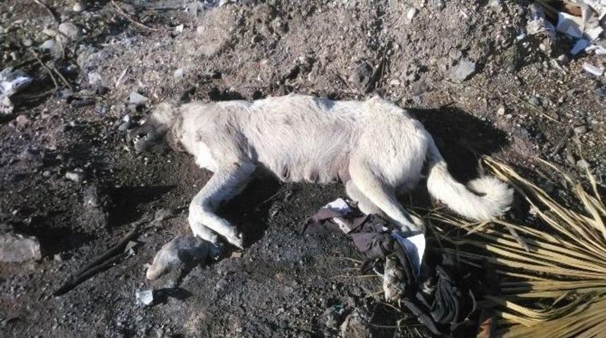 Ayakları Bağlı Köpek Ölüsü Bulundu