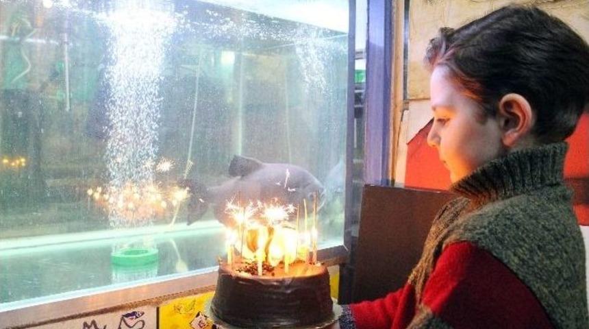 T&uuml;rkiye&rsquo;nin En B&uuml;y&uuml;k Piranası 27 Yaşında