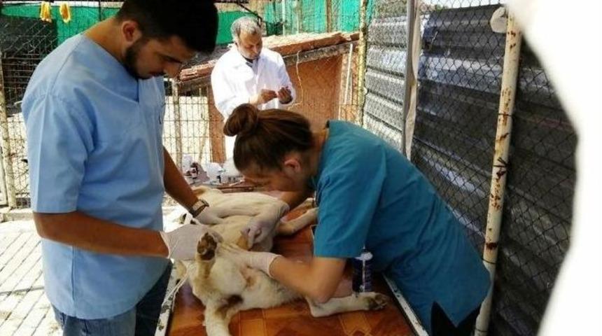 Kula&rsquo;da Hayvanlar İ&ccedil;in Sıcak Yuva