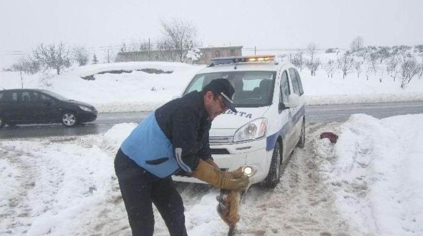 K&ouml;rfez Zabıtası Sokak Hayvanlarına Sahip &Ccedil;ıkıyor