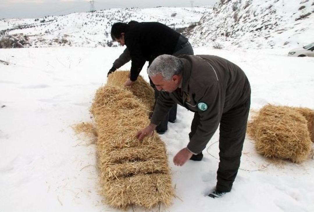 Yaban Ke&ccedil;ileri İ&ccedil;in Saman Ve Yem Bırakıldı