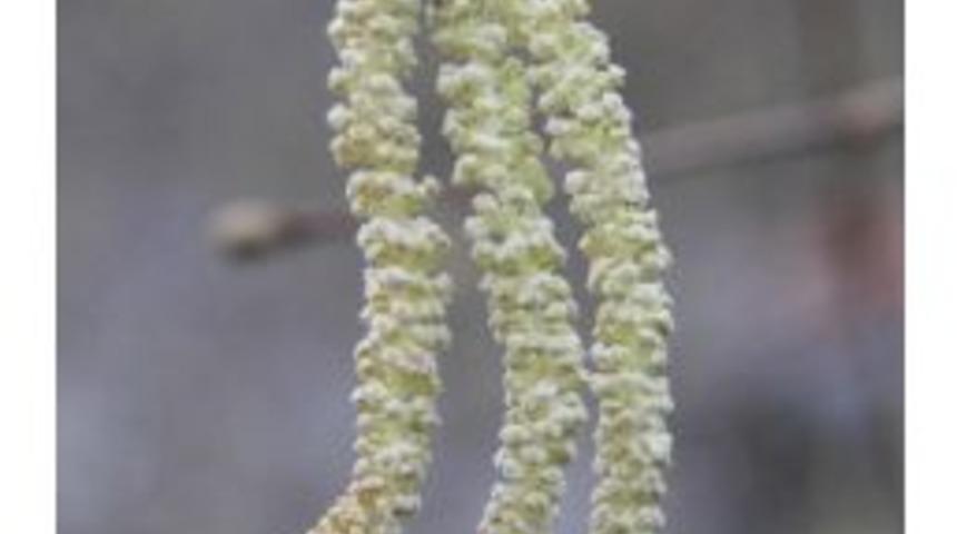 Trabzon Ticaret Borsası&rsquo;ndan Fındık &Uuml;reticilerine Şubat Uyarısı