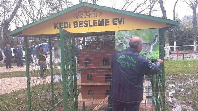 Sokak Kedileri İçin Besleme Evi Ve Barınak